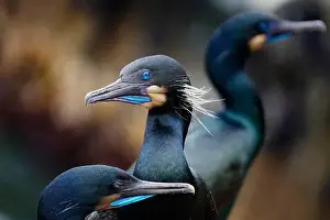 Cormorant Prints: Close-up of a group of Brandt's Cormorants