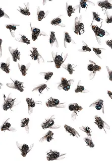 Overhead View Prints: Close-up of a group of dead flies in front of white background