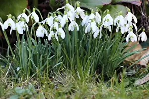 Filigree Prints: close-up of a group of pretty galanthus nivalis flowers in a garden