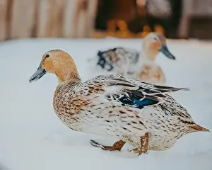 Cold Temperature Prints: Close-up of two harlequin ducks (Histrionicus histrionicus) in the snow, Canada