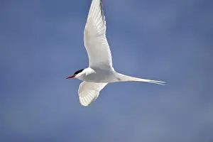 Arctic Tern Prints: Close-Up Image of a Flying Arctic Tern (Sterna paradisaea)