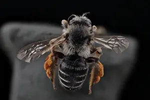 Environments Prints: A close-up image of a *Melitta melittoides* female bee from Maryland