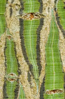 Arboreal Prints: Close-up image showcasing the unique bark texture of the Snakebark Maple