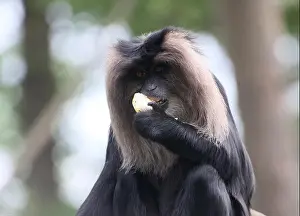 Poses Prints: Close-up of an Indian Lion-tailed macaque or Wanderoo (Macaca silenus) eating a piece of fruit