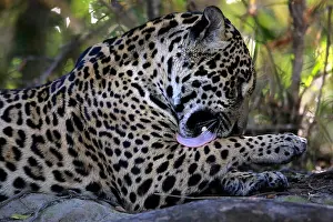 Yawn Prints: Close-up of a Jaguar Lying on the Ground, Licking its Leg. Pantanal, Brazil