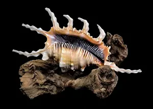 Wooden Surface Prints: Close-up of a Lambis scorpio or scorpion conch shell with intricate spines