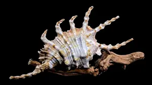 Spines Prints: Close-up of a Lambis scorpio or scorpion conch shell with intricate spines