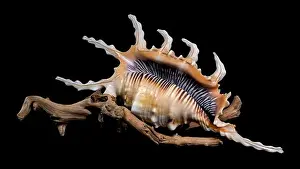 Spines Prints: Close-up of a Lambis scorpio or scorpion conch shell with intricate spines