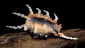 Spines Prints: Close-up of a Lambis scorpio or scorpion conch shell with intricate spines
