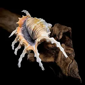 Spines Prints: Close-up of a Lambis scorpio or scorpion conch shell with intricate spines