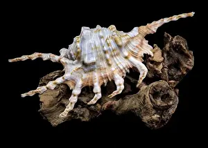Spines Prints: Close-up of a Lambis scorpio or scorpion conch shell with intricate spines