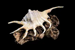 Tropical Seas Prints: Close-up of a Lambis spider conch shell with vibrant orange interior