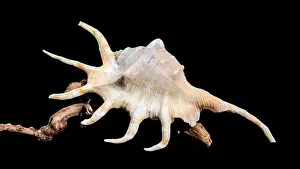 Tropical Seas Prints: Close-up of a Lambis spider conch shell with vibrant orange interior