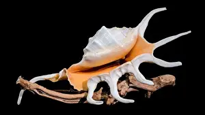 Tropical Seas Prints: Close-up of a Lambis spider conch shell with vibrant orange interior