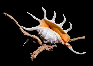 Tropical Seas Prints: Close-up of a Lambis spider conch shell with vibrant orange interior