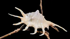 Close-up of a Lambis spider conch shell with vibrant orange interior