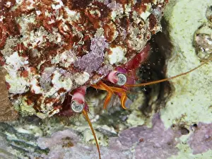 Cote Dazur Prints: Close-up of a large red hermit crab (Dardanus Calidus) looking out of its shell in the Mediterranean Sea near Hyeres