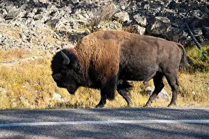 Roaming Prints: close-up of a large wild America Bison