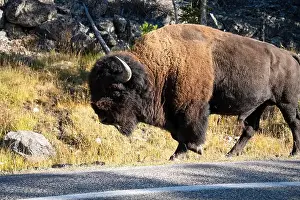 Roaming Prints: close-up of a large wild America Bison