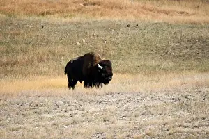 Fabulous Prints: close-up of a large wild America Bison
