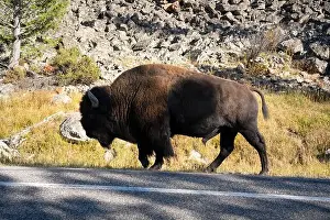 Fabulous Prints: close-up of a large wild America Bison