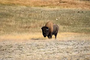 Fabulous Prints: close-up of a large wild America Bison