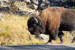 Fabulous Prints: close-up of a large wild America Bison