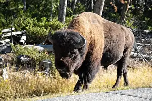 Fabulous Prints: close-up of a large wild America Bison