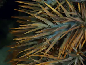Starfishes Prints: Close-up of the long, pointed spines of a starfish