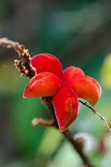 Ghana Prints: Close-up macro of beautiful and exotic star formed red plant, Ghana, West Africa
