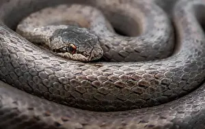 Viper Prints: Close-up macro shot of coiled Smooth snake (Coronella austriaca)
