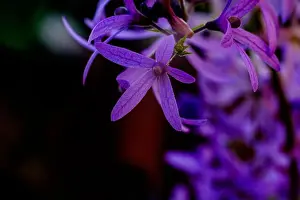 Softness Prints: Close-up macro shot of Petrea volubilis
