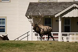 close-up of magnificent male Elk (Cervus canadensis) with a herd of females in front of beige office building