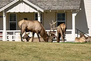 Cervus Canadensis Prints: close-up of magnificent male Elk (Cervus canadensis) with a herd of females in front of beige office building