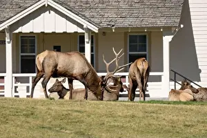 Antler Prints: close-up of magnificent male Elk (Cervus canadensis) with a herd of females in front of beige office building