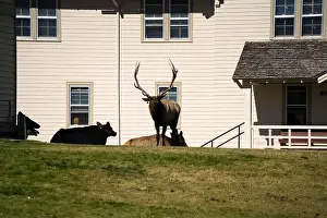 Antler Prints: close-up of magnificent male Elk (Cervus canadensis) with a herd of females in front of beige office building