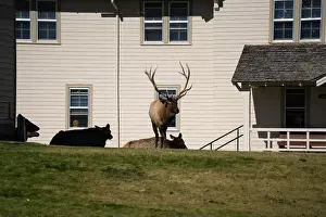Antler Prints: close-up of magnificent male Elk (Cervus canadensis) with a herd of females in front of beige office building