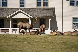 Antler Prints: close-up of magnificent male Elk (Cervus canadensis) with a herd of females in front of beige office building