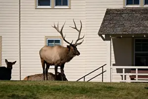 Antler Prints: close-up of magnificent male Elk (Cervus canadensis) with a herd of females in front of beige office building