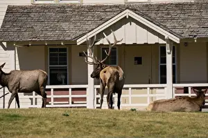 Antler Prints: close-up of magnificent male Elk (Cervus canadensis) with a herd of females in front of beige office building