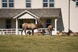 Antler Prints: close-up of magnificent male Elk (Cervus canadensis) with a herd of females in front of beige office building