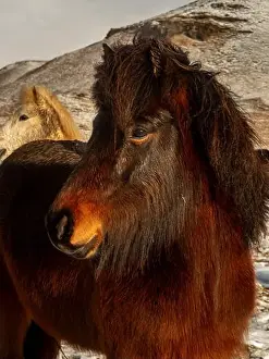 Hardy Prints: Close-up of a majestic Icelandic horse with a rich