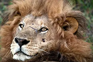 Botswana Prints: Close-up of male lion showing scared face and bright piercing eyes