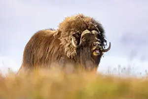 Musk Prints: Close-up of a male muskox. Republic of Sakha, Yakutia, Russia
