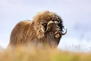 Musk Prints: Close-up of a male muskox. Republic of Sakha, Yakutia, Russia