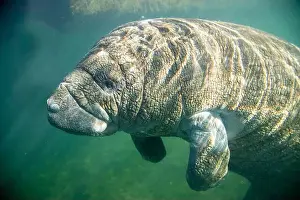 Marine Animal Prints: Close-up of a manatee swimming underwater, Florida, USA
