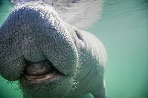 Marine Animal Prints: Close-up of a manatee swimming underwater, Florida, USA