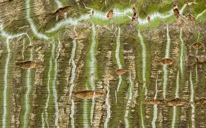 Ridged Prints: Close-up of Manchu snakebark maple bark showcasing distinctive striped patterns
