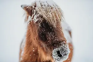 Cold Temperature Prints: Close-up of a miniature brown horse standing outdoors in the snow, Canada