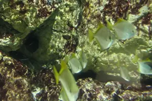 Bream Prints: Close-up of Monodactylidae Monodactylus argenteus on a background of rocks
